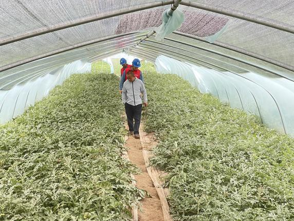 宁夏彭阳供电:服务瓜棚“满格电”