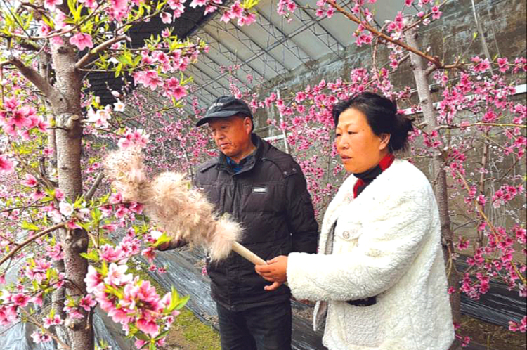 石嘴山大武口区：大棚桃花灼灼开-