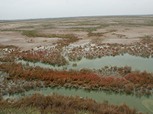 苟池西畔湿地