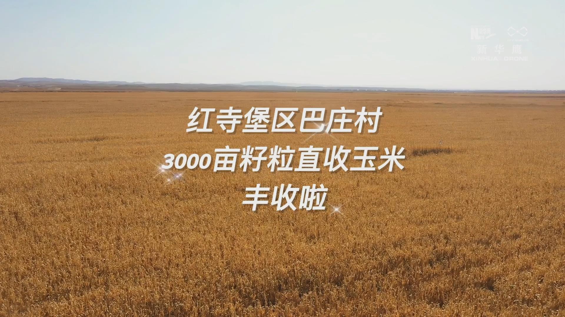 喜看丰收景 宁夏巴庄村3000亩玉米籽粒直收