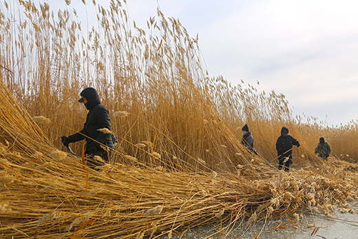 寧夏沙湖：冬閒變冬忙，又到蘆葦收割季