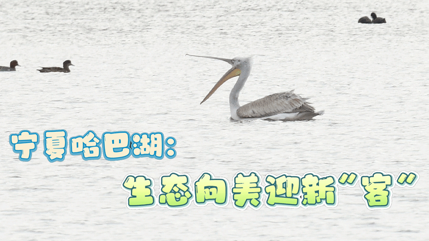宁夏哈巴湖：生态向美迎新“客”