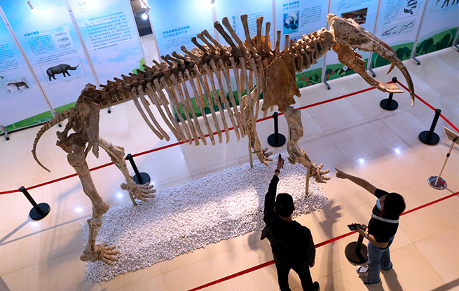 “象”你奔赴而來 寧夏地質博物館“萬象更新”科普展開展